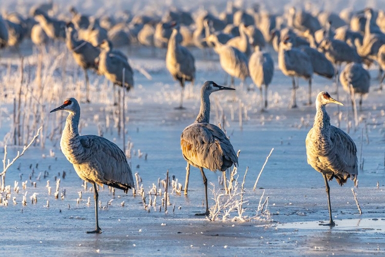 Picture of USA-NEW MEXICO-BERNARDO WILDLIFE MANAGEMENT AREA-SANDHILL CRANES STANDING ON ICE AT SUNRISE
