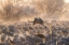 Picture of USA-NEW MEXICO-BERNARDO WILDLIFE MANAGEMENT AREA-SANDHILL CRANE TAKING FLIGHT ON FOGGY SUNRISE