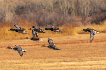 Picture of USA-NEW MEXICO-BOSQUE DEL APACHE NATIONAL WILDLIFE REFUGE-MALLARD AND PINTAIL DUCKS IN FLIGHT