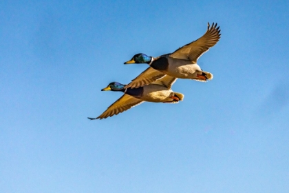 Picture of USA-NEW MEXICO-BOSQUE DEL APACHE NATIONAL WILDLIFE REFUGE-MALLARD DRAKES IN FLIGHT