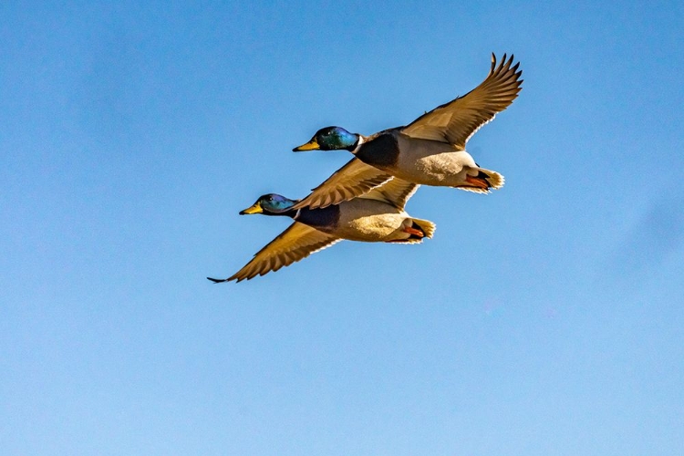 Picture of USA-NEW MEXICO-BOSQUE DEL APACHE NATIONAL WILDLIFE REFUGE-MALLARD DRAKES IN FLIGHT