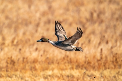Picture of USA-NEW MEXICO-BOSQUE DEL APACHE NATIONAL WILDLIFE REFUGE-PINTAIL DUCK DRAKE IN FLIGHT