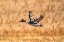 Picture of USA-NEW MEXICO-BOSQUE DEL APACHE NATIONAL WILDLIFE REFUGE-PINTAIL DUCK DRAKE IN FLIGHT