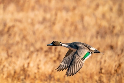 Picture of USA-NEW MEXICO-BOSQUE DEL APACHE NATIONAL WILDLIFE REFUGE-PINTAIL DUCK DRAKE IN FLIGHT