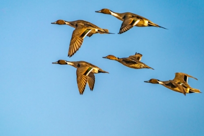 Picture of USA-NEW MEXICO-BOSQUE DEL APACHE NATIONAL WILDLIFE REFUGE-PINTAIL DUCK MALES AND FEMALE IN FLIGHT