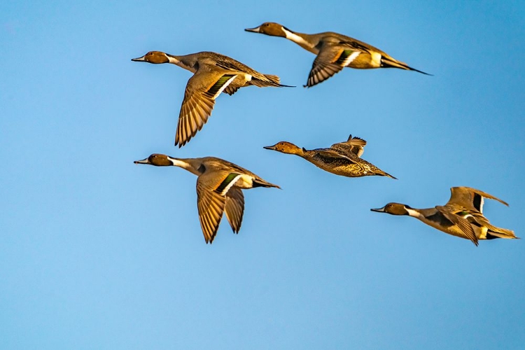 Picture of USA-NEW MEXICO-BOSQUE DEL APACHE NATIONAL WILDLIFE REFUGE-PINTAIL DUCK MALES AND FEMALE IN FLIGHT