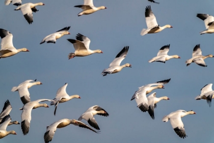 Picture of USA-NEW MEXICO-BOSQUE DEL APACHE NATIONAL WILDLIFE REFUGE-SNOW GEESE FLOCK IN FLIGHT