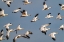 Picture of USA-NEW MEXICO-BOSQUE DEL APACHE NATIONAL WILDLIFE REFUGE-SNOW GEESE FLOCK IN FLIGHT
