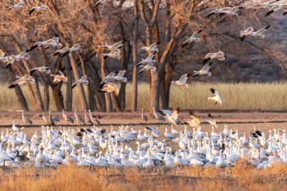 Picture of USA-NEW MEXICO-BOSQUE DEL APACHE NATIONAL WILDLIFE REFUGE-SNOW GEESE FEEDING AT SUNRISE