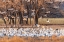 Picture of USA-NEW MEXICO-BOSQUE DEL APACHE NATIONAL WILDLIFE REFUGE-SNOW GEESE FEEDING AT SUNRISE