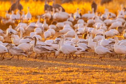Picture of USA-NEW MEXICO-BERNARDO WILDLIFE MANAGEMENT AREA-SNOW GEESE FEEDING AT SUNSET