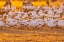 Picture of USA-NEW MEXICO-BERNARDO WILDLIFE MANAGEMENT AREA-SNOW GEESE FEEDING AT SUNSET