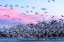 Picture of USA-NEW MEXICO-BERNARDO WILDLIFE MANAGEMENT AREA-SNOW GEESE TAKE FLIGHT OVER SANDHILL CRANES AT SUN