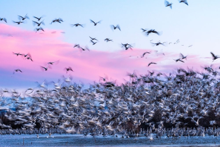 Picture of USA-NEW MEXICO-BERNARDO WILDLIFE MANAGEMENT AREA-SNOW GEESE TAKE FLIGHT OVER SANDHILL CRANES AT SUN