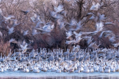 Picture of USA-NEW MEXICO-BERNARDO WILDLIFE MANAGEMENT AREA-SNOW GEESE AND SANDHILL CRANES AT SUNSET