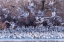 Picture of USA-NEW MEXICO-BERNARDO WILDLIFE MANAGEMENT AREA-SNOW GEESE AND SANDHILL CRANES AT SUNSET