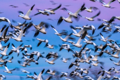 Picture of USA-NEW MEXICO-BERNARDO WILDLIFE MANAGEMENT AREA-BLUR OF SNOW GEESE IN FLIGHT AT SUNSET