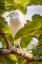 Picture of USA-NEW MEXICO-ALAMOGORDO-ALAMEDA PARK ZOO CATTLE EGRET IN TREE