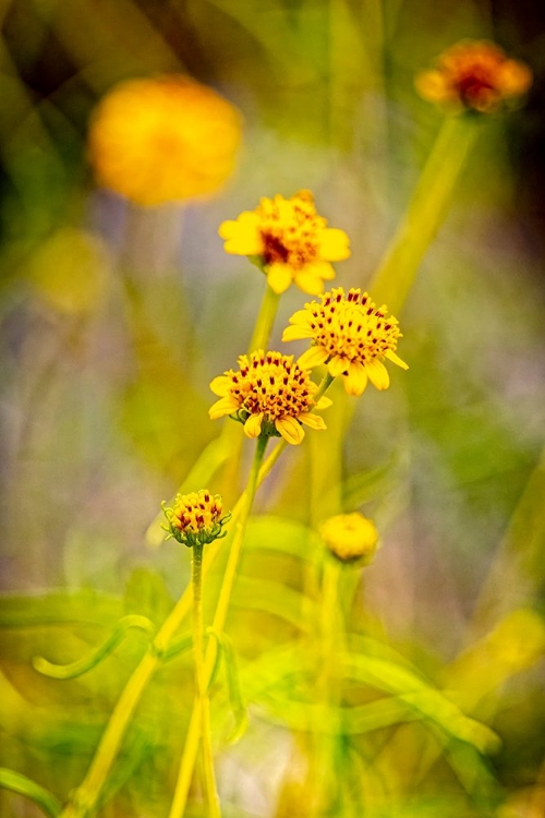 Picture of USA-NEW MEXICO-ALAMOGORDO CLOSE-UP OF WILDFLOWERS