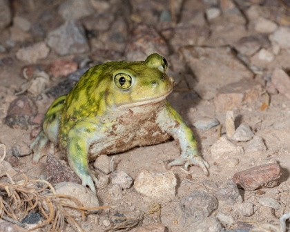Picture of COUCHS SPADEFOOT-SCAPHIOPUS COUCHII-RODEO-NEW MEXICO