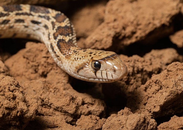 Picture of SONORAN GOPHER SNAKE-BULLSNAKE-BLOW SNAKE-PITUOPHIS CATENEFIR AFFINIS-NEW MEXICO-WILD