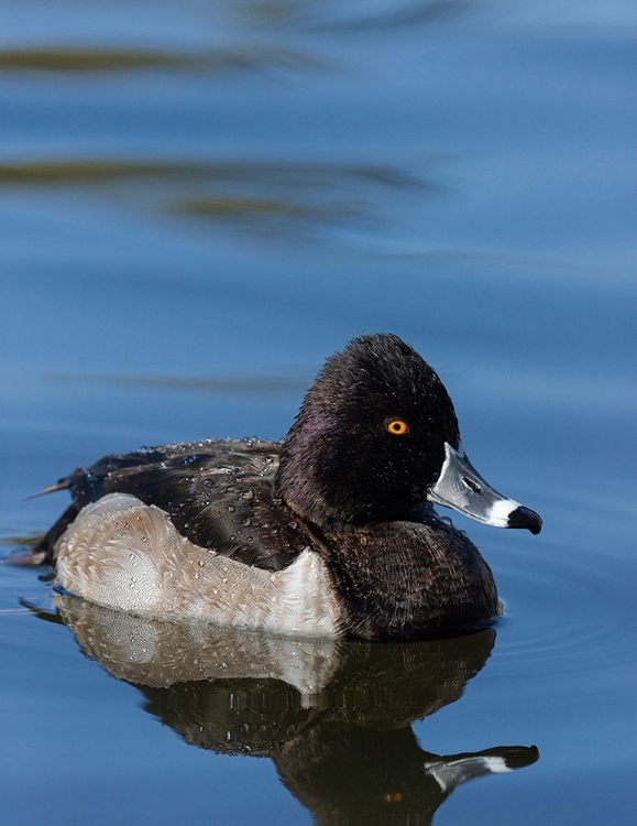 Picture of RING-NECKED DUCK-AYTHYA COLLARIS-NEW MEXICO