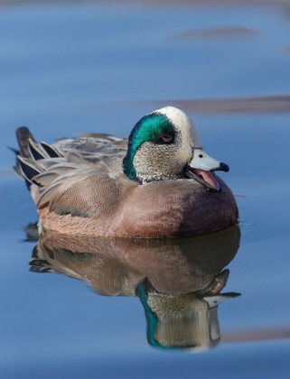 Picture of MALE AMERICAN WIGEON IN FRESHWATER POND-NEW MEXICO