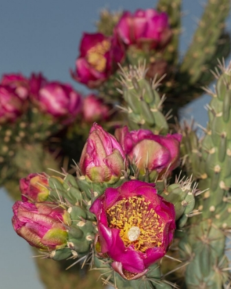 Picture of TREE CHOLLA IN BLOOM-HIGH DESERT OF EDGEWOOD-NEW MEXICO