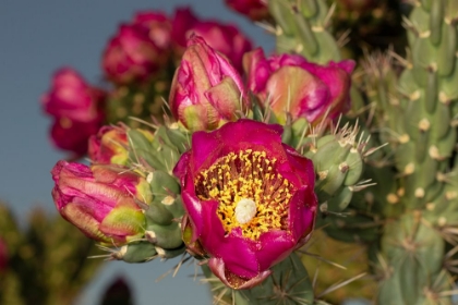 Picture of TREE CHOLLA IN BLOOM-HIGH DESERT OF EDGEWOOD-NEW MEXICO