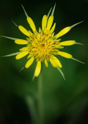 Picture of YELLOW SALSIFY-TRAGOPOGON DUBIUS-CAPULIN SPRINTS TRAIL-SANDIA MOUNTAINS-NEW MEXICO