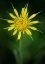 Picture of YELLOW SALSIFY-TRAGOPOGON DUBIUS-CAPULIN SPRINTS TRAIL-SANDIA MOUNTAINS-NEW MEXICO