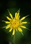 Picture of YELLOW SALSIFY-TRAGOPOGON DUBIUS-CAPULIN SPRINTS TRAIL-SANDIA MOUNTAINS-NEW MEXICO