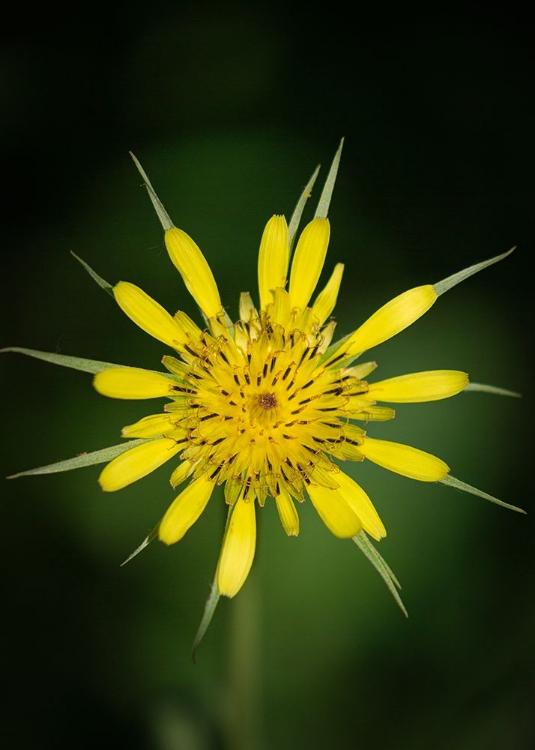 Picture of YELLOW SALSIFY-TRAGOPOGON DUBIUS-CAPULIN SPRINTS TRAIL-SANDIA MOUNTAINS-NEW MEXICO