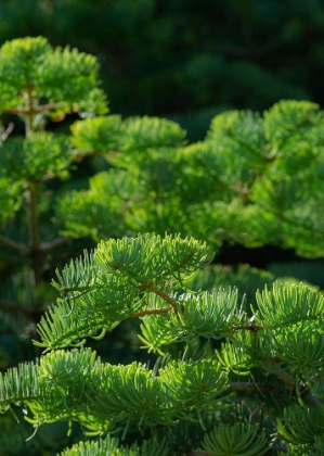 Picture of WHITE FIR NEEDLES-ABIES CONCOLOR-CAPULIN SPRINGS TRAIL-SANDIA MOUNTAINS-NEW MEXICO