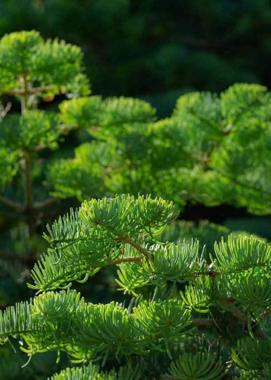 Picture of WHITE FIR NEEDLES-ABIES CONCOLOR-CAPULIN SPRINGS TRAIL-SANDIA MOUNTAINS-NEW MEXICO