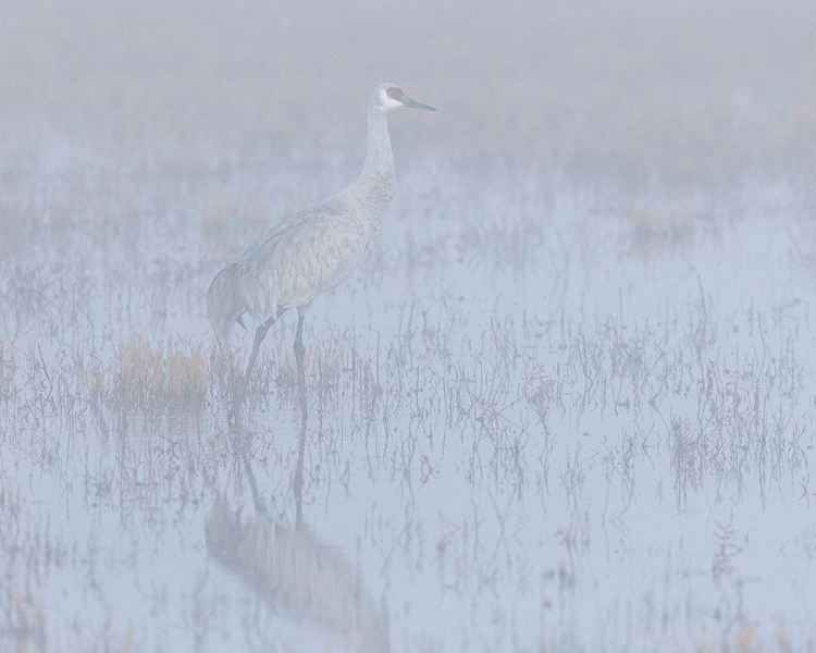 Picture of SANDHILL CRANE-FOGGY MORNING-BOSQUE DEL APACHE NATIONAL WILDLIFE REFUGE-NEW MEXICO