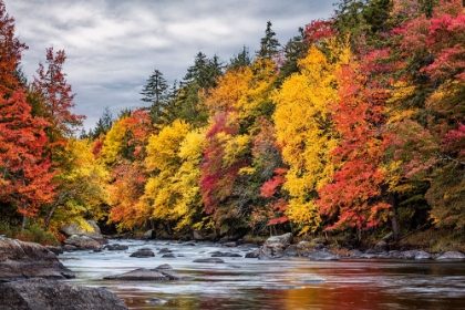 Picture of USA-NEW YORK-ADIRONDACKS LONG LAKE-AUTUMN COLOR ALONG THE RAQUETTE RIVER