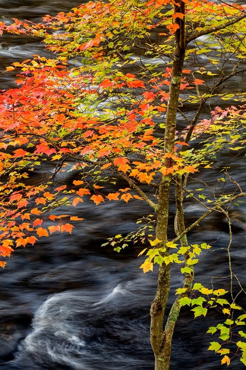 Picture of USA-NEW YORK-ADIRONDACKS LONG LAKE-YOUNG MAPLE BESIDE THE RAQUETTE RIVER