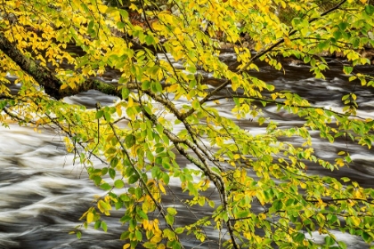 Picture of USA-NEW YORK-ADIRONDACKS LONG LAKE-RAQUETTE RIVER FLOWS BEHIND AUTUMN FOLIAGE