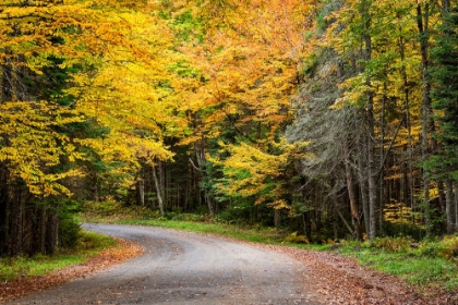 Picture of USA-NEW YORK-ADIRONDACKS LONG LAKE-FOLIAGE-COVERED ROAD TO FORKED LAKE