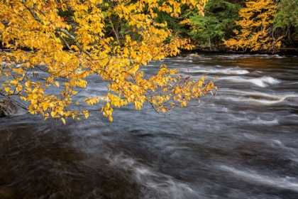 Picture of USA-NEW YORK-ADIRONDACKS LONG LAKE-YELLOW FOLIAGE ALONG THE RAQUETTE RIVER AT FORKED LAKE