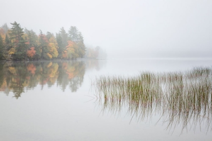 Picture of USA-NEW YORK-ADIRONDACKS LONG LAKE-REEDS-FOG-AND FALL FOLIAGE AT EATON LAKE