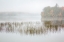 Picture of USA-NEW YORK-ADIRONDACKS LONG LAKE-FOGGY MORNING-REEDS-AND LOON ON EATON LAKE