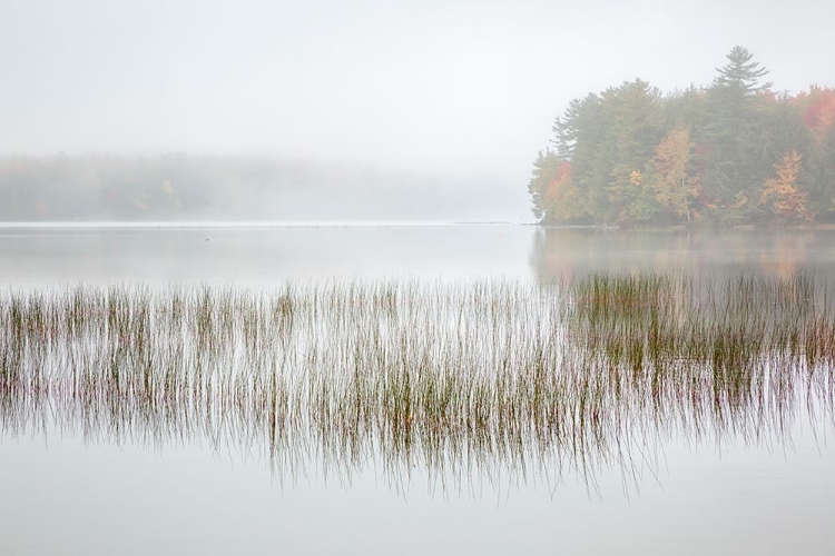 Picture of USA-NEW YORK-ADIRONDACKS LONG LAKE-FOGGY MORNING-REEDS-AND LOON ON EATON LAKE