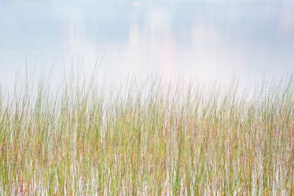 Picture of USA-NEW YORK-ADIRONDACKS LONG LAKE-REEDS-FOG-AND REFLECTED FALL COLOR AT EATON LAKE