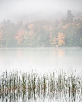 Picture of USA-NEW YORK-ADIRONDACKS LONG LAKE-REEDS-FOG-AND FALL FOLIAGE AT EATON LAKE