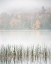 Picture of USA-NEW YORK-ADIRONDACKS LONG LAKE-REEDS-FOG-AND FALL FOLIAGE AT EATON LAKE