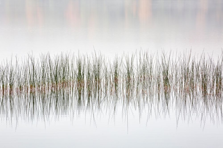 Picture of USA-NEW YORK-ADIRONDACKS LONG LAKE-REEDS-FOG-AND FALL FOLIAGE AT EATON LAKE