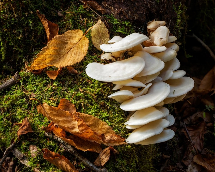 Picture of USA-NEW YORK-ADIRONDACKS LONG LAKE-FUNGI GROWING AT BASE OF TREE NEXT TO FORKED LAKE