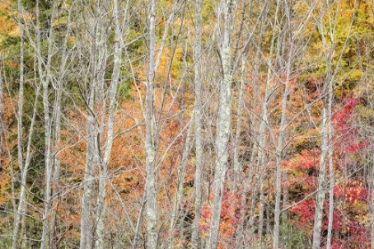 Picture of USA-NEW YORK-ADIRONDACKS KEENE-AUTUMN FOLIAGE PAST PEAK